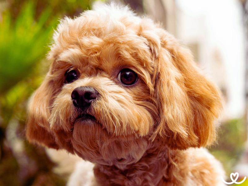 Psi-plemeno-cavapoo (12)